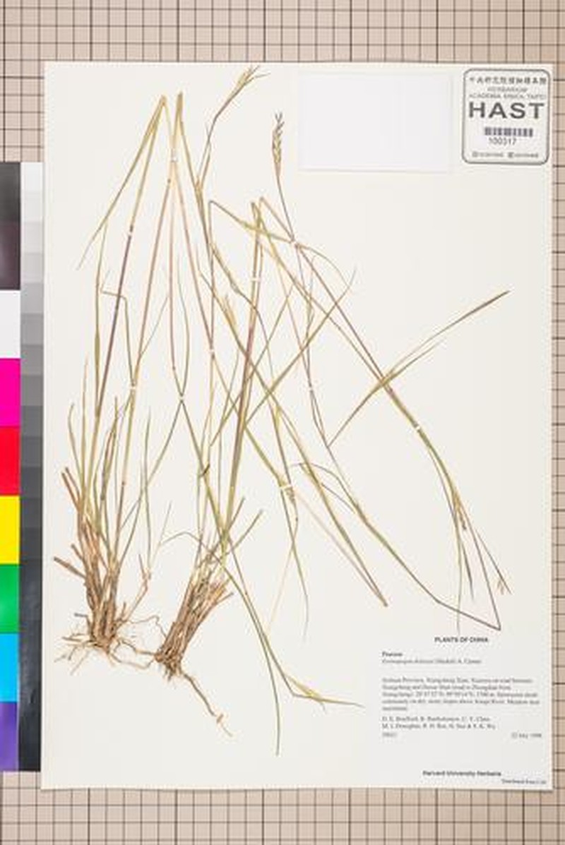 Schizachyrium delavayi photo 5