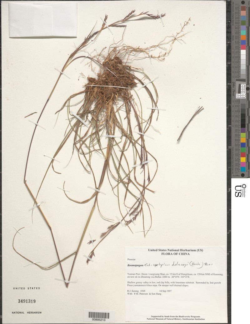 Schizachyrium delavayi photo 6