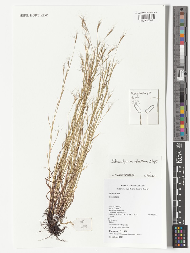 Schizachyrium delicatum