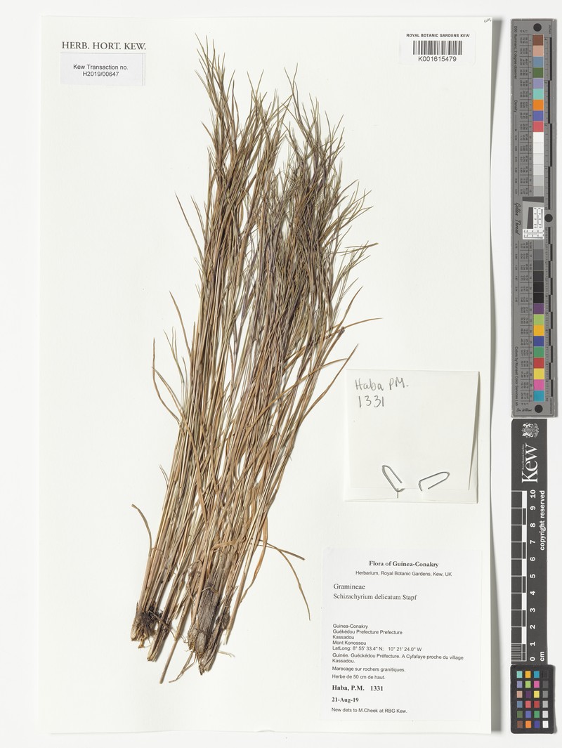 Schizachyrium delicatum photo 2