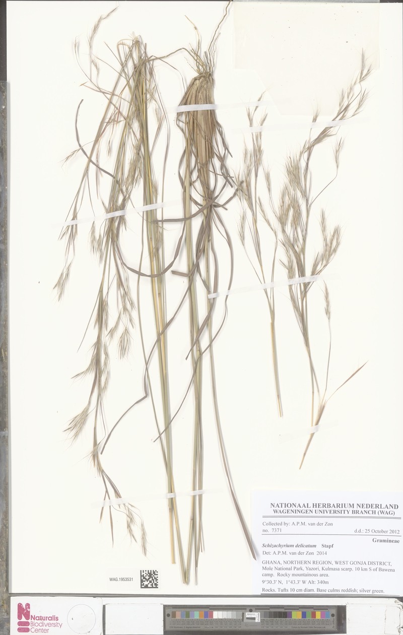 Schizachyrium delicatum photo 3