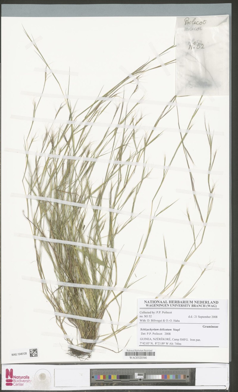 Schizachyrium delicatum photo 4