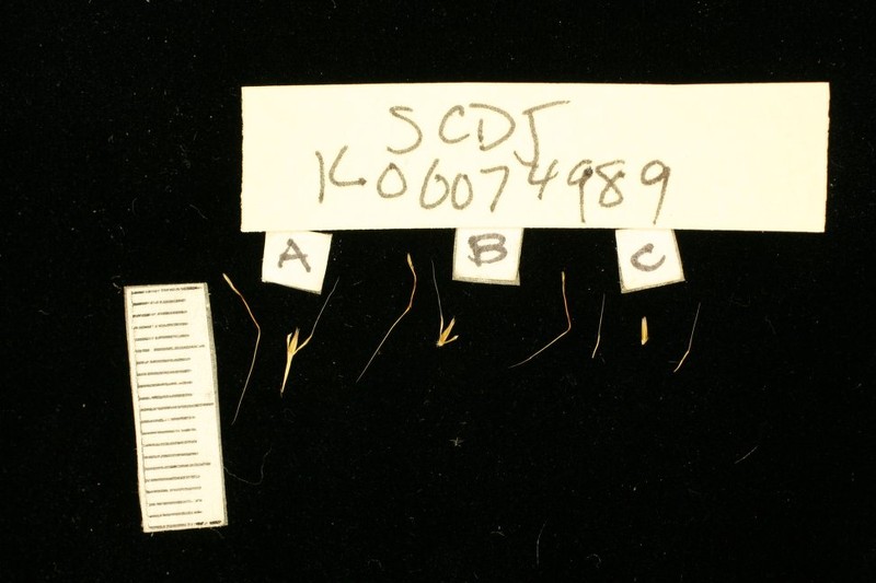 Schizachyrium djalonicum