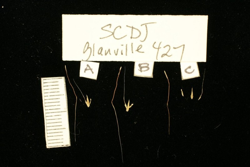 Schizachyrium djalonicum photo 2