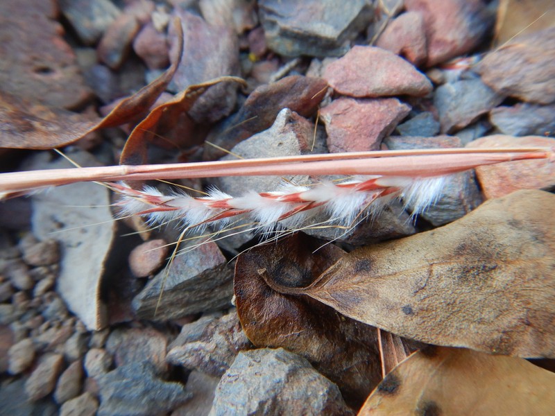 Schizachyrium dolosum