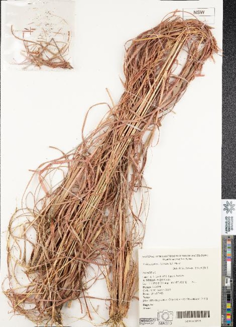 Schizachyrium dolosum photo 3