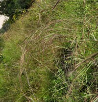 Schizachyrium exile