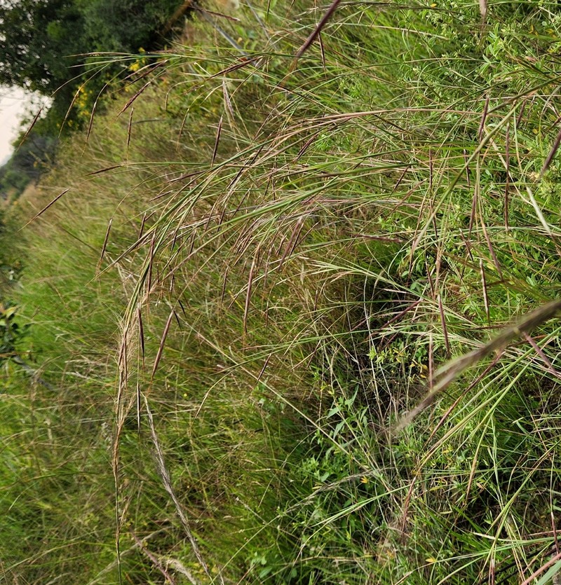 Schizachyrium exile