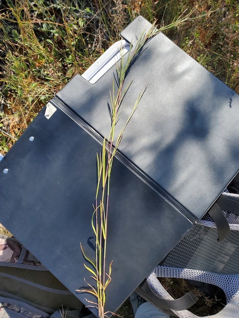 Schizachyrium exile photo 2