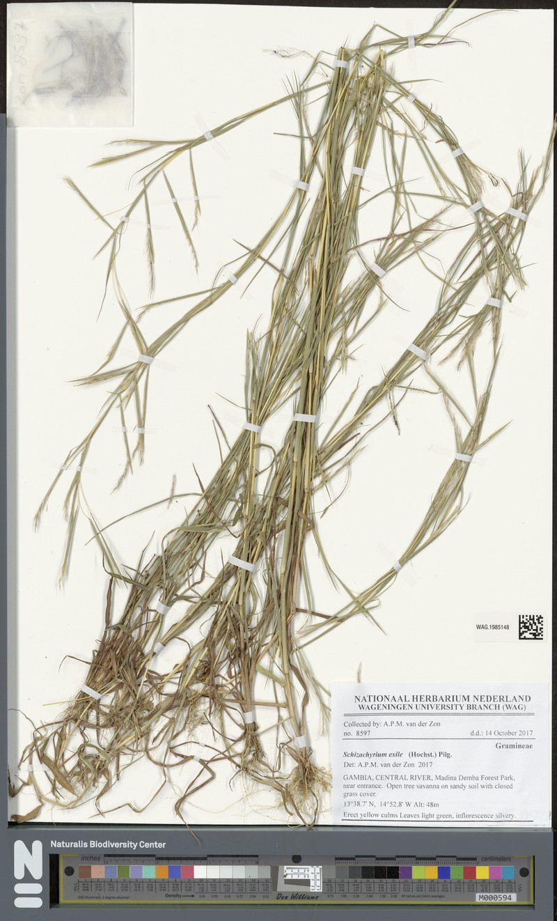 Schizachyrium exile photo 3