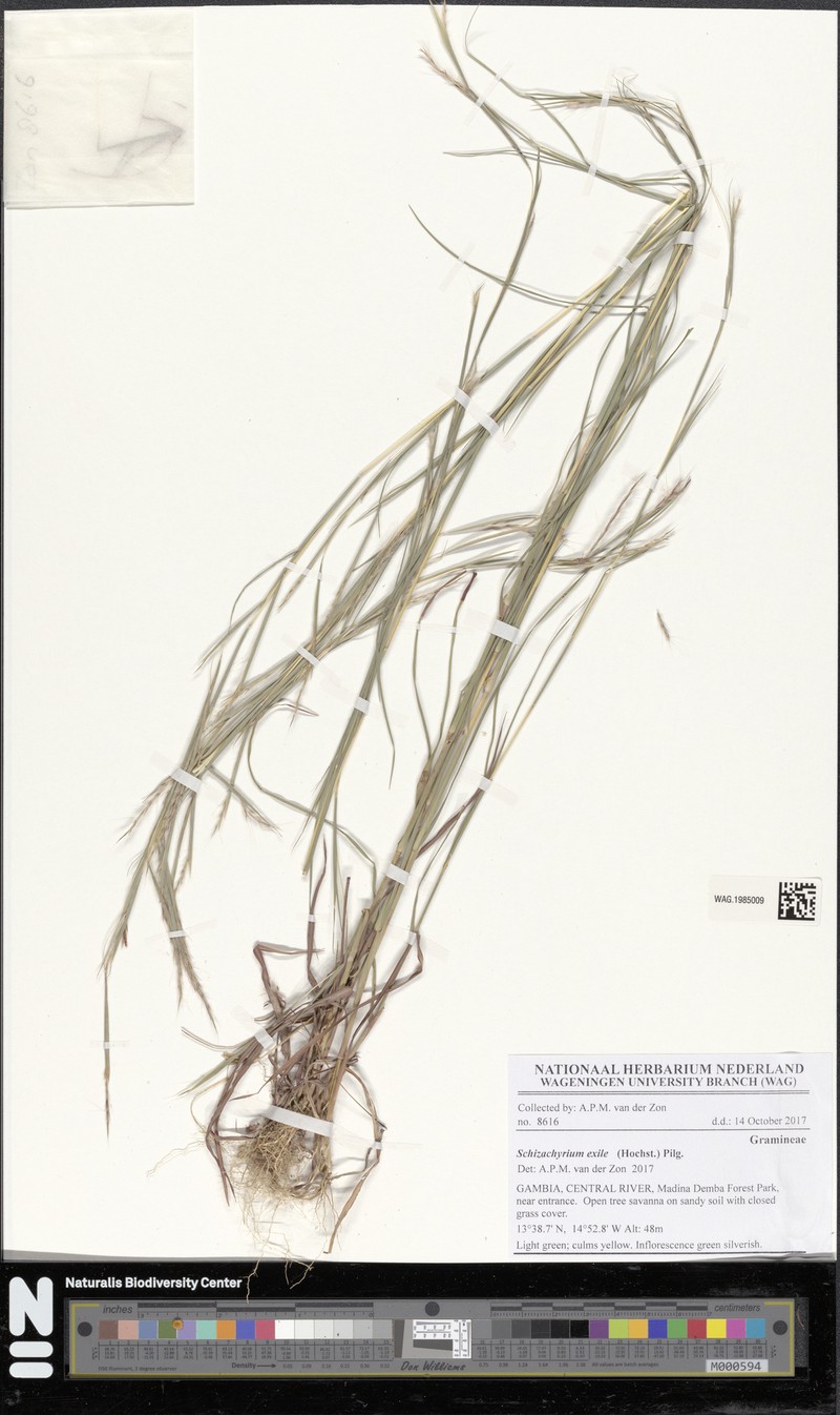 Schizachyrium exile photo 4