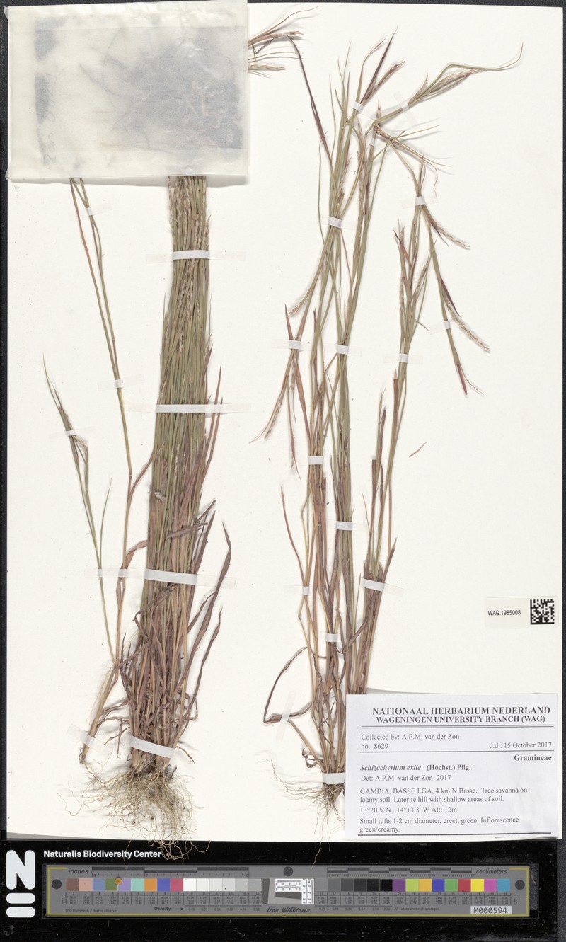 Schizachyrium exile photo 5
