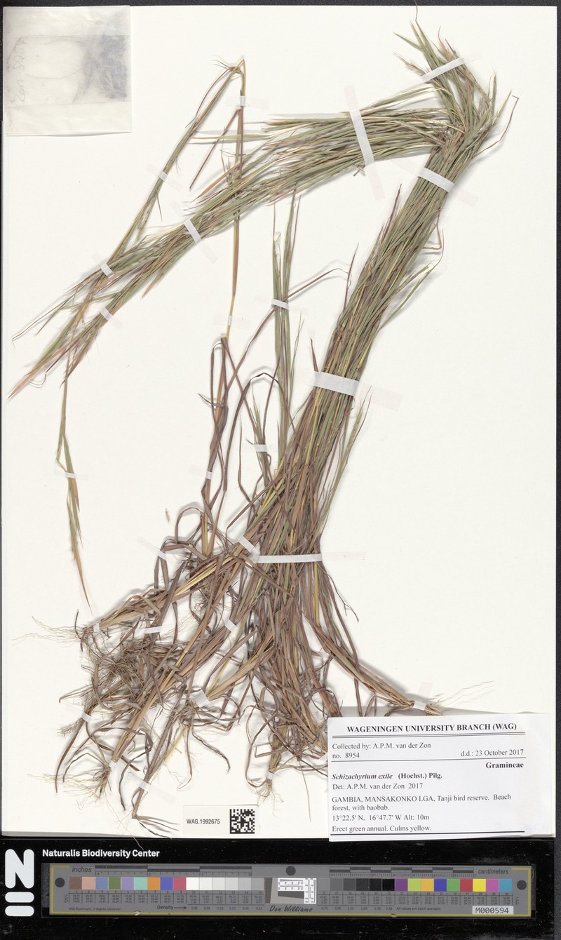 Schizachyrium exile photo 6