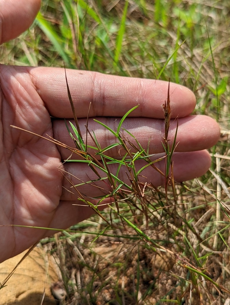Andropogon fragilis