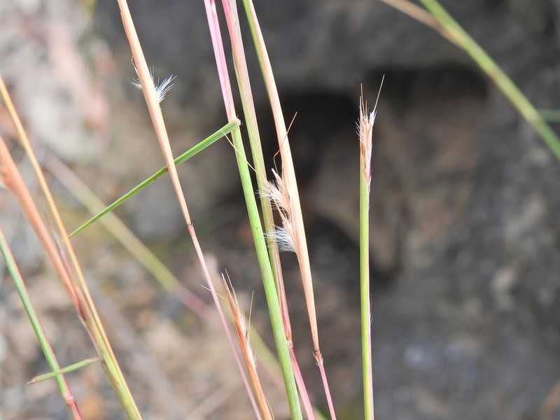 Andropogon fragilis photo 3