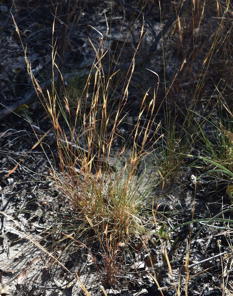 Andropogon fragilis photo 4