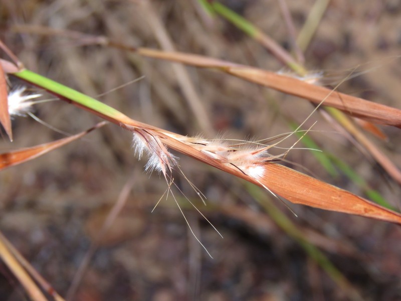 Andropogon fragilis photo 5