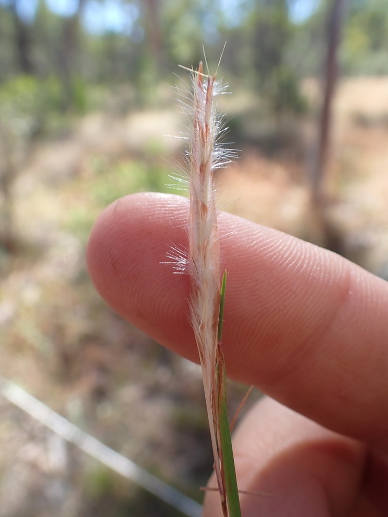 Andropogon fragilis photo 6