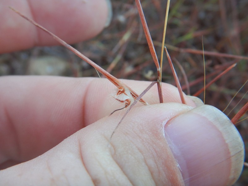 Small Redleaf photo 8
