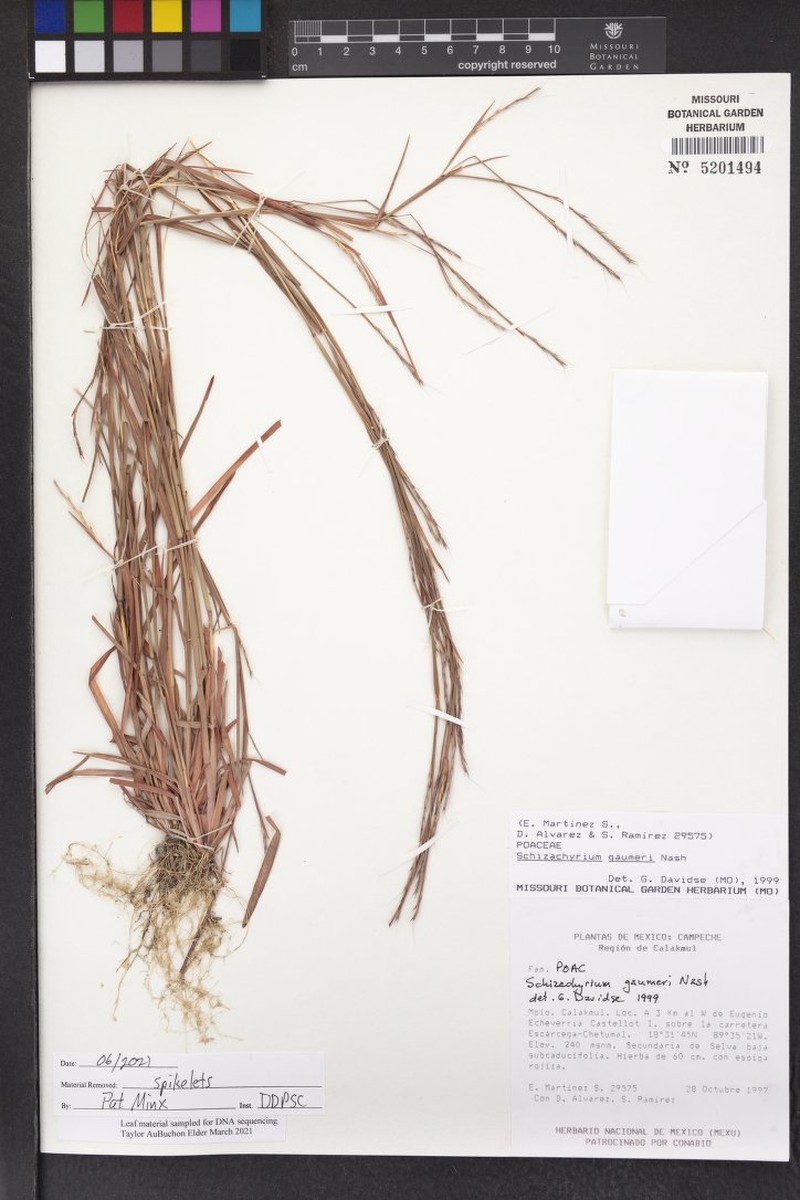 Schizachyrium gaumeri photo 2
