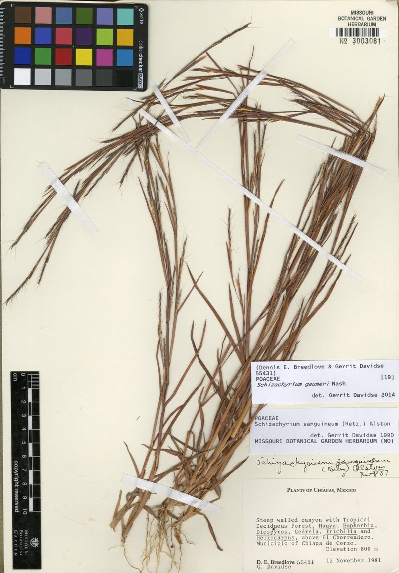 Schizachyrium gaumeri photo 3