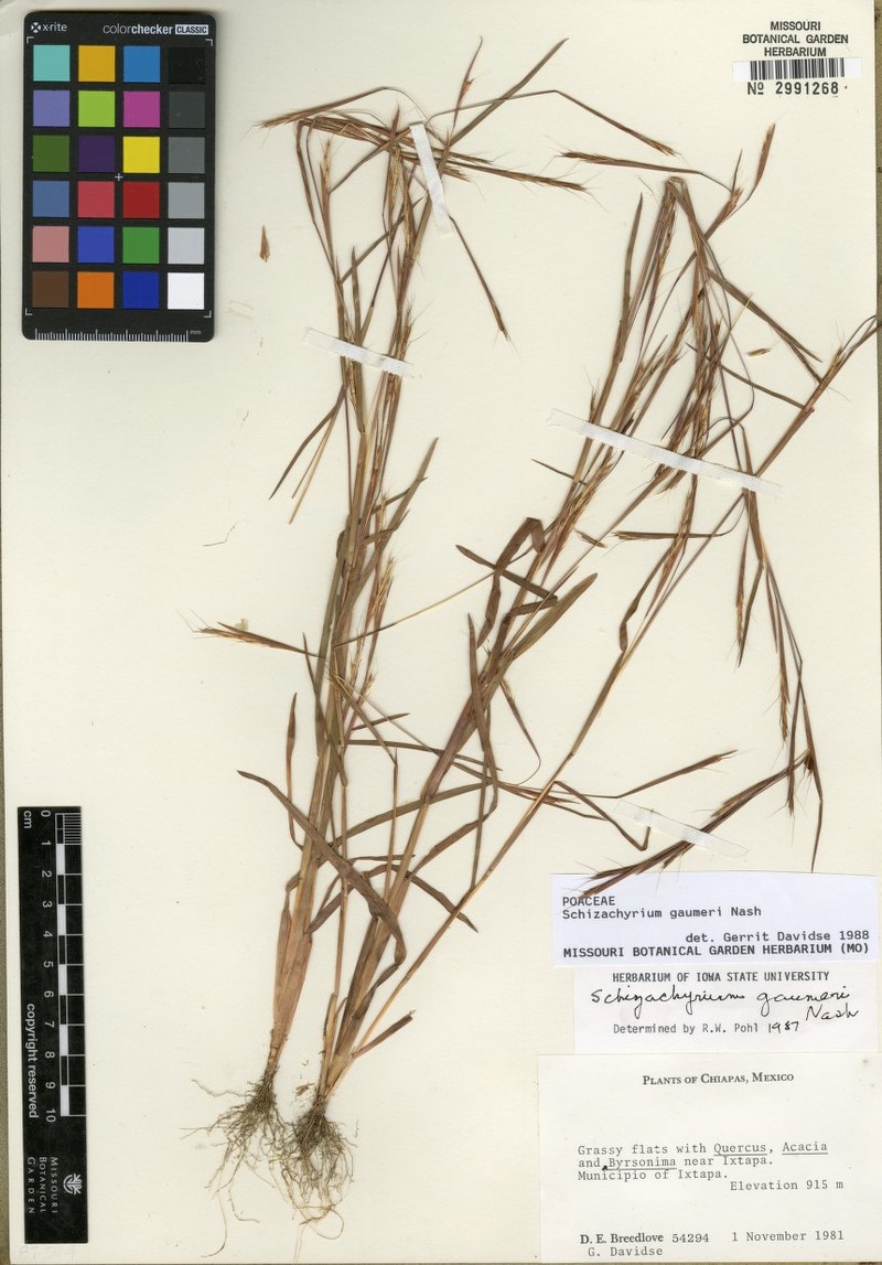 Schizachyrium gaumeri photo 4