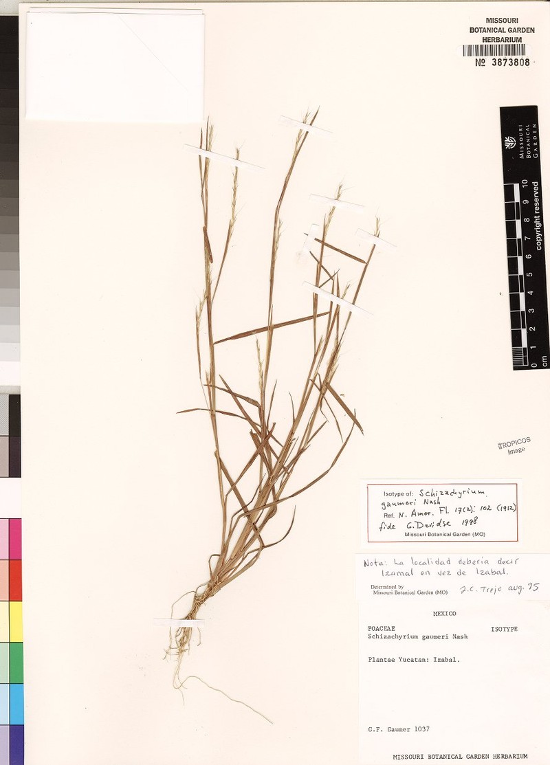 Schizachyrium gaumeri photo 5