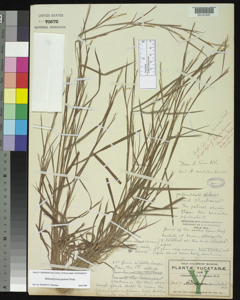 Schizachyrium gaumeri