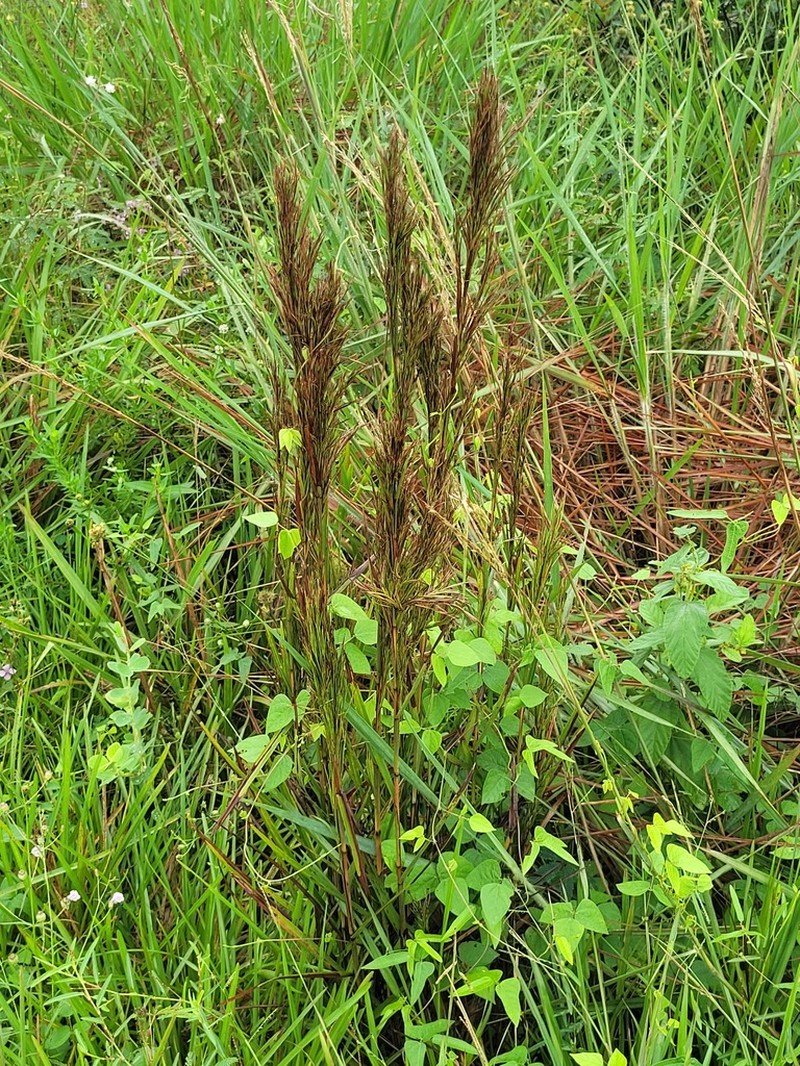 Schizachyrium glaziovii
