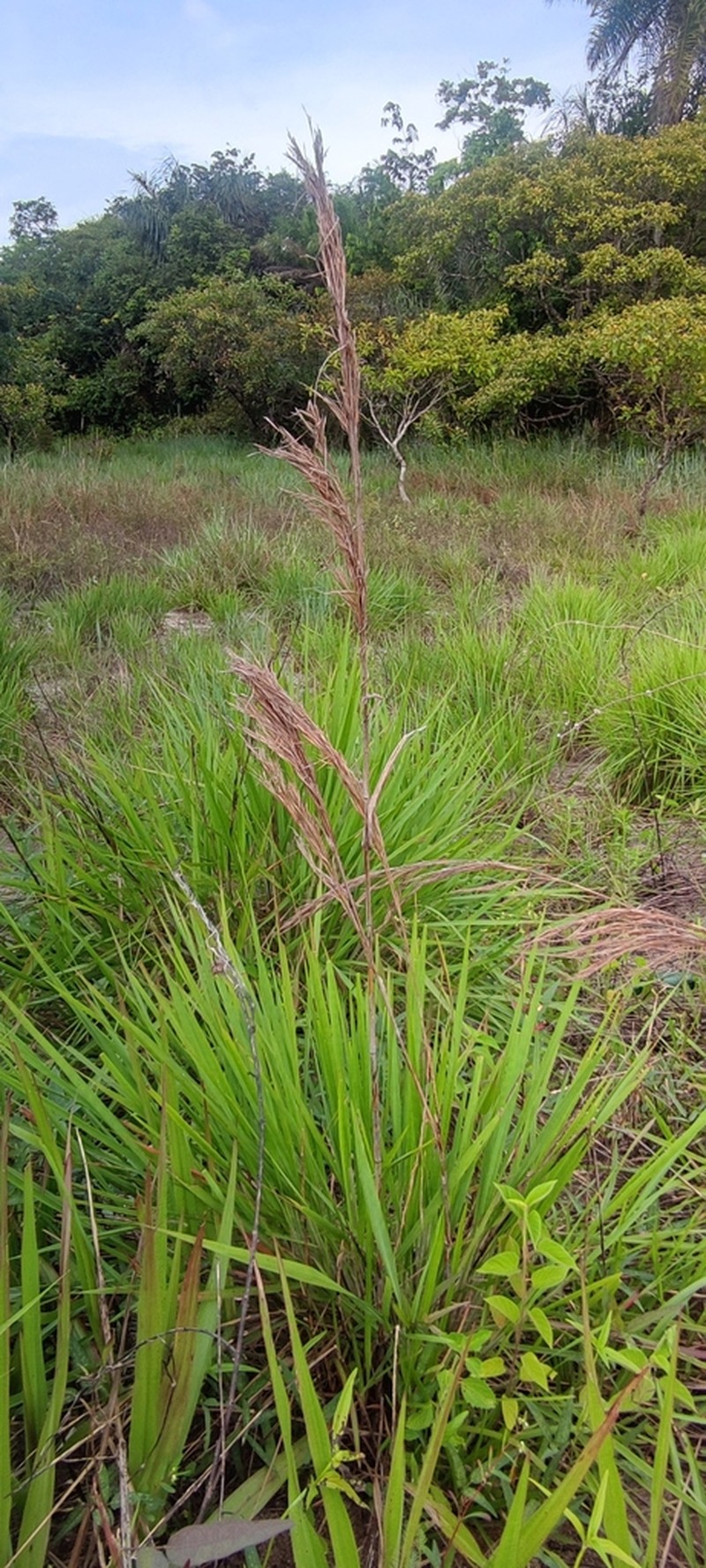 Schizachyrium glaziovii photo 2