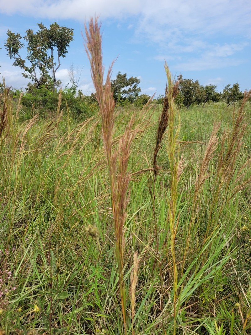 Schizachyrium glaziovii photo 3
