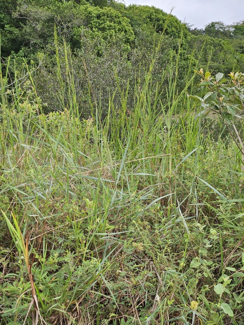 Schizachyrium glaziovii photo 4