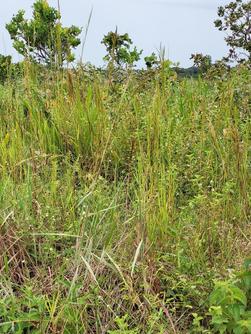 Schizachyrium glaziovii photo 5
