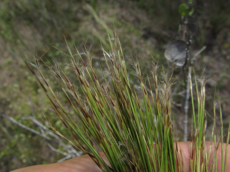 Schizachyrium glaziovii photo 6