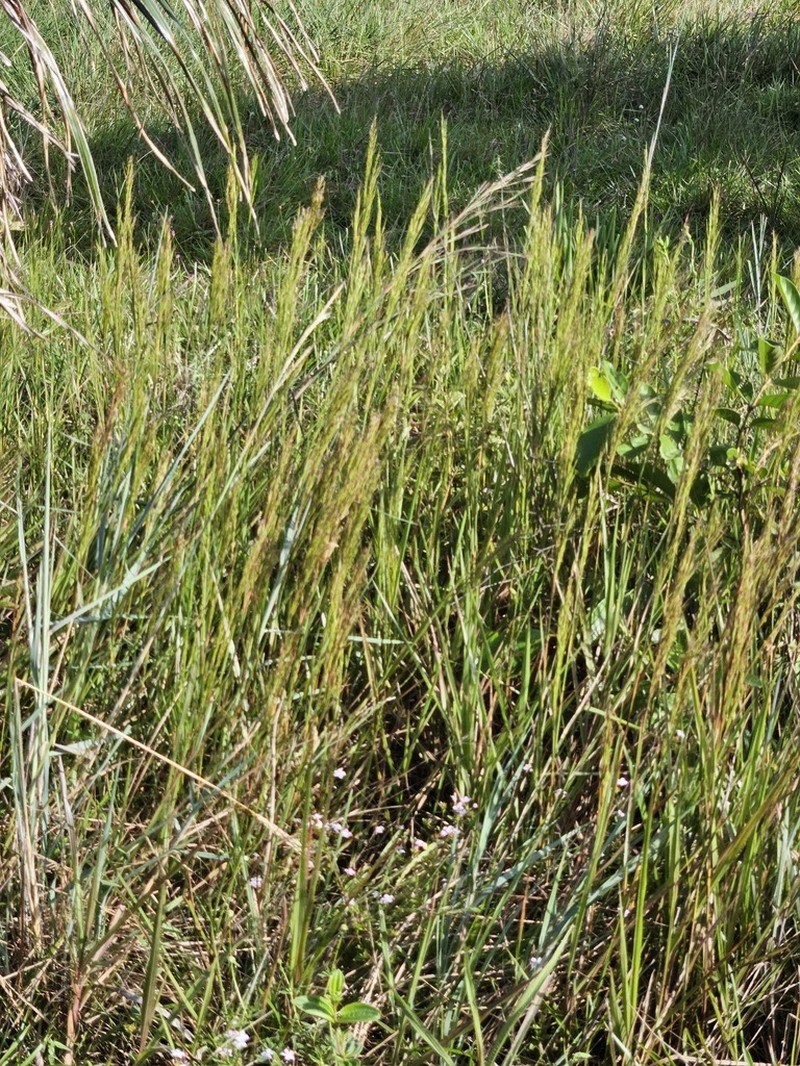 Schizachyrium glaziovii photo 7
