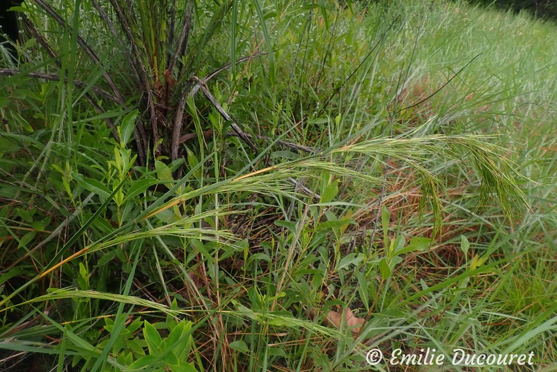 Schizachyrium glaziovii photo 8