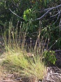 Wire Bluestem