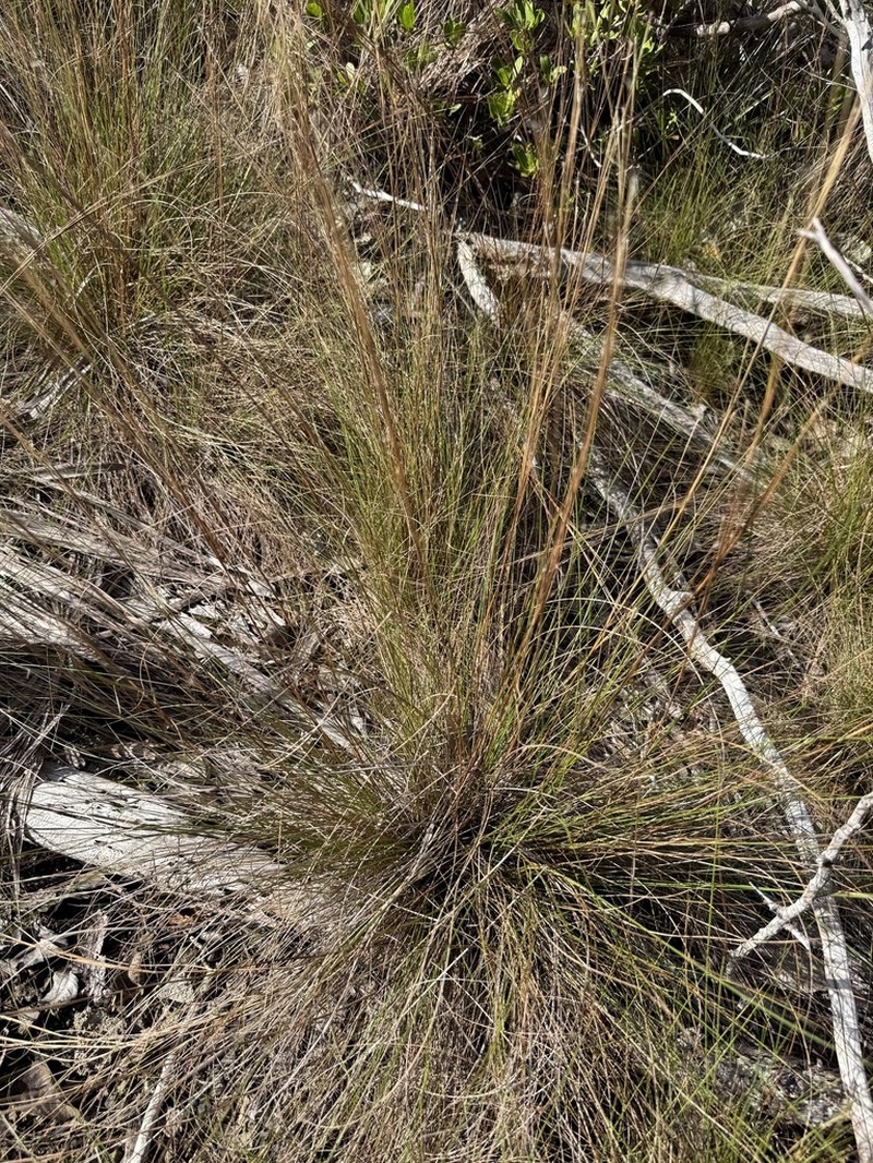 Wire Bluestem photo 2