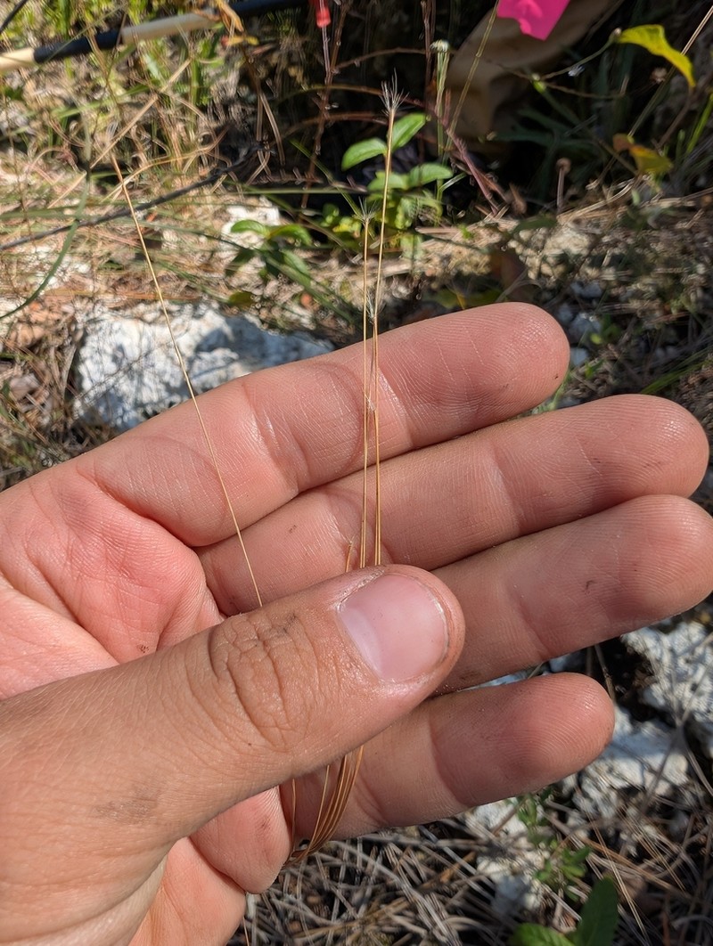 Wire Bluestem photo 3