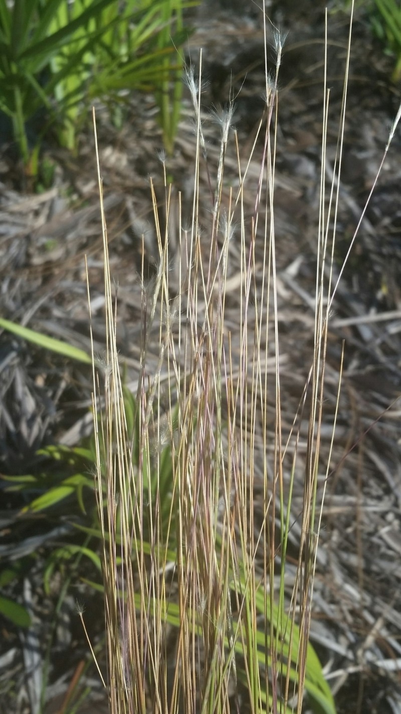 Wire Bluestem photo 4