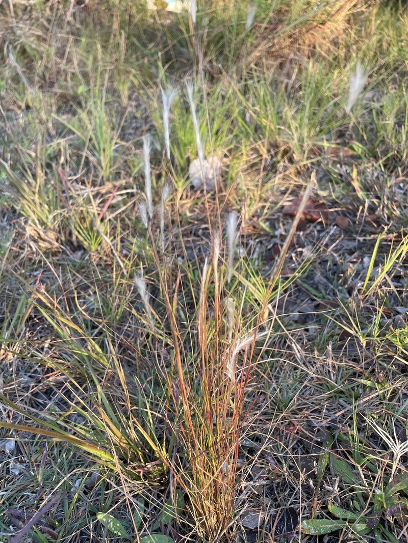 Wire Bluestem photo 5