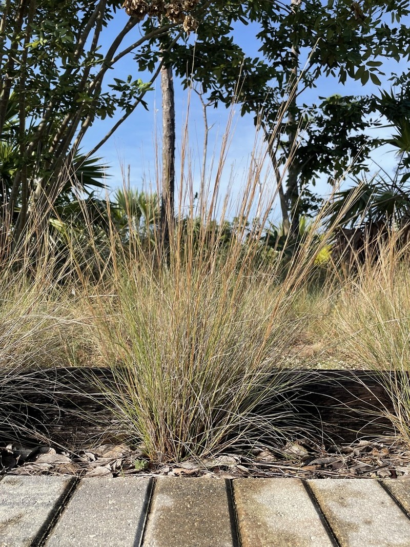 Wire Bluestem photo 6