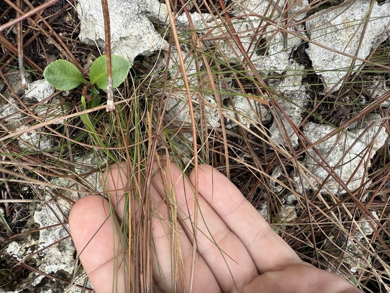 Wire Bluestem photo 7
