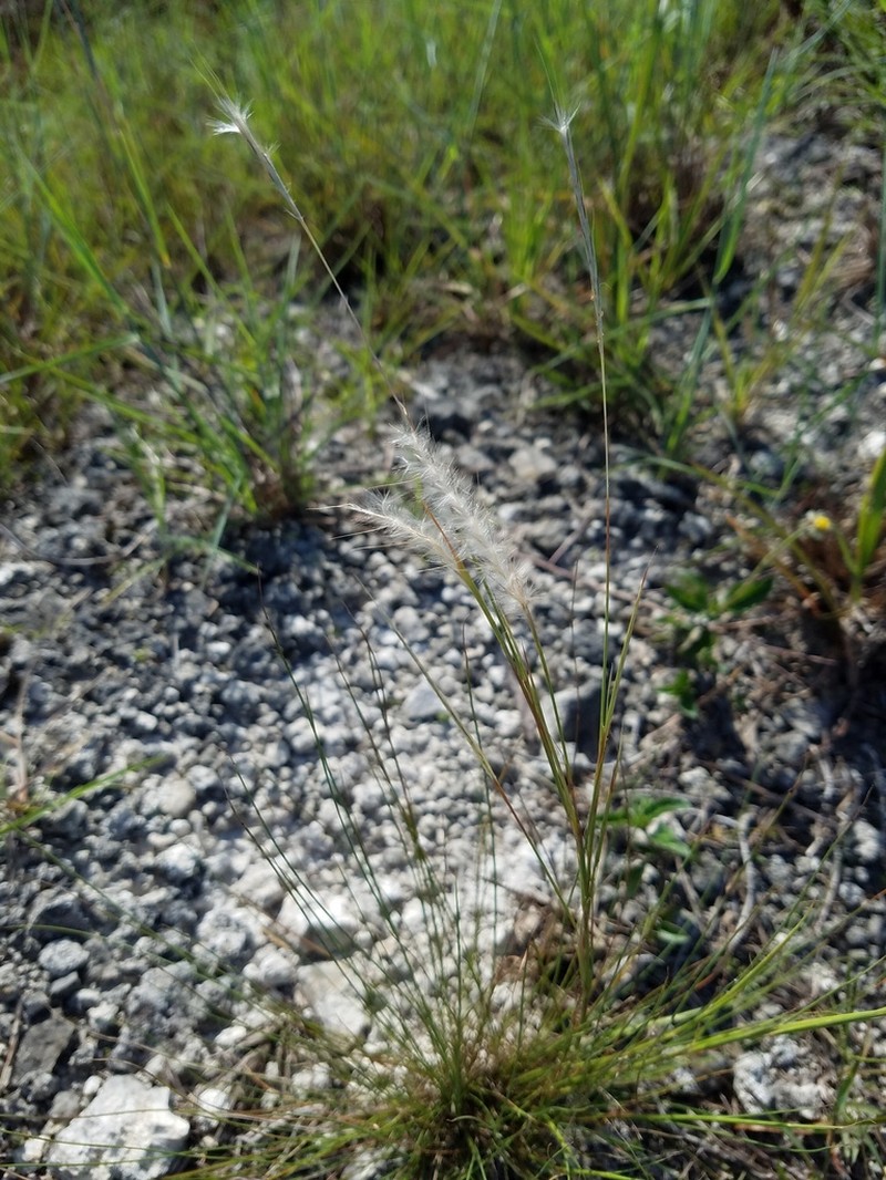 Wire Bluestem photo 8