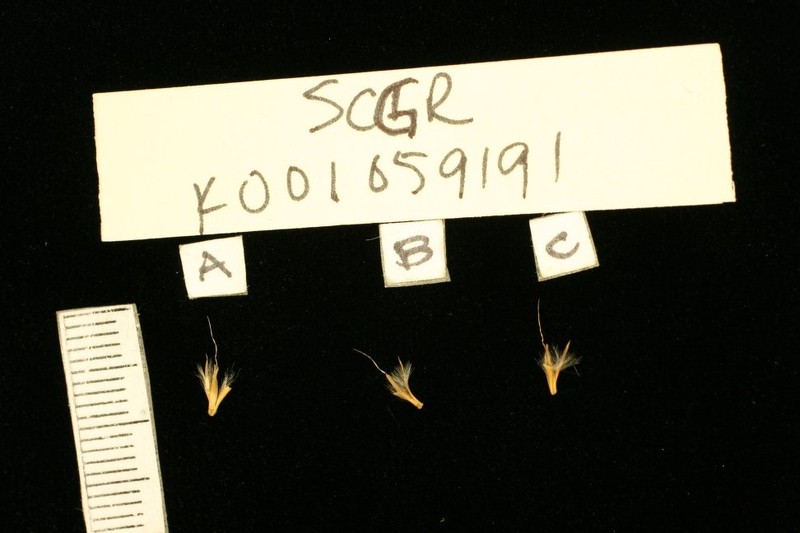 Schizachyrium gracilipes