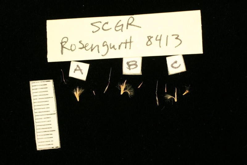 Schizachyrium gracilipes photo 2