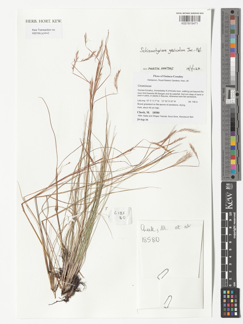 Schizachyrium gresicola