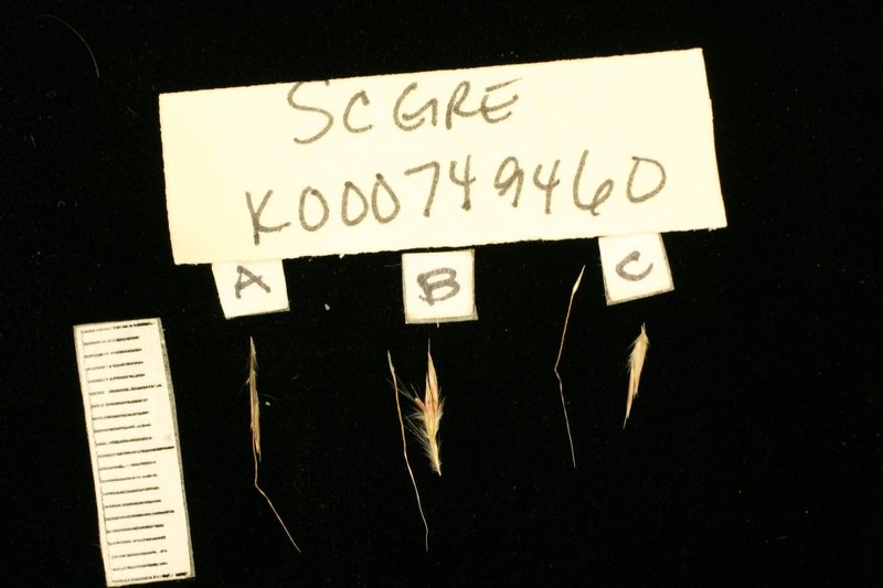 Schizachyrium gresicola photo 2