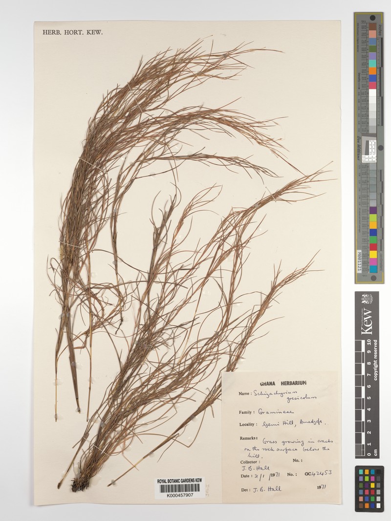 Schizachyrium gresicola photo 3