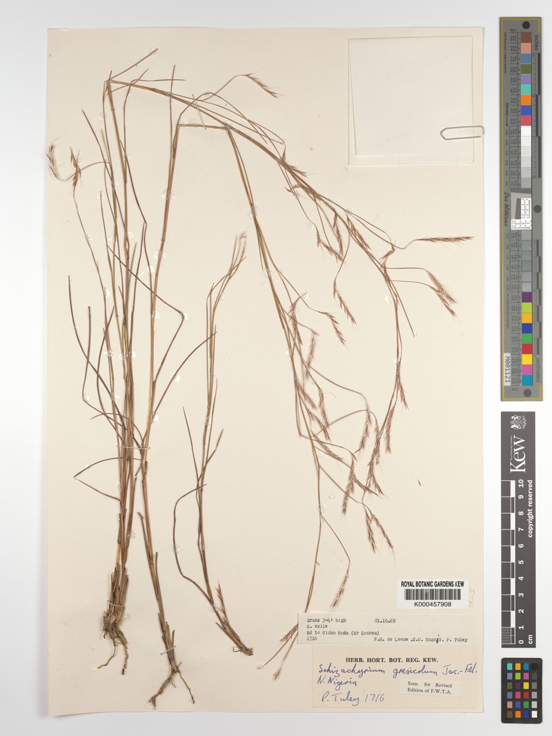 Schizachyrium gresicola photo 4